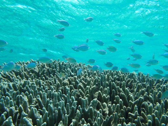 ザネー浜シュノーケリング 穴場絶景スポットを大冒険！遠浅の海で波も穏やか ビーチエントリーで初めての方にもオススメ◎ ＜昼食付／那覇発・北谷発＞