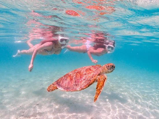 ウミガメシュノーケリングツアー　ウミガメ遭遇率99％ プロカメラマンが撮影！ドローン撮影や星空フォトのオプションあり＜3歳～60歳まで参加OK／宮古島＞