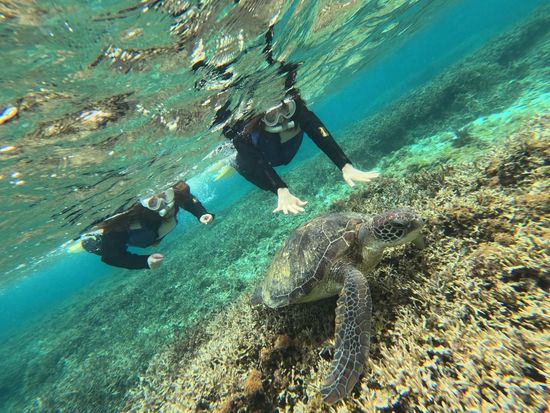 奄美大島〈お得なセットプラン〉【SUP＋シュノーケル＋マングローブカヌー＋ナイトツアー 】美しい白浜が広がる奄美大島！おひとり様も可能 by 奄美シーランドの写真5