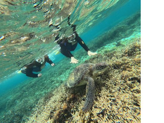 奄美大島〈お得なセットプラン〉【SUP＋シュノーケル＋マングローブカヌー＋ナイトツアー 】美しい白浜が広がる奄美大島！おひとり様も可能 by 奄美シーランド