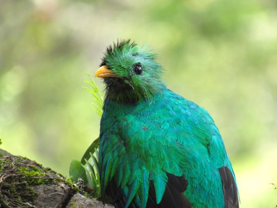 早朝バードウォッチングツアー　野鳥の宝庫！サンヘラルド・デ・ドタで幻の鳥ケツァールを探す＜朝食付き／英語ガイド／サンホセ発＞