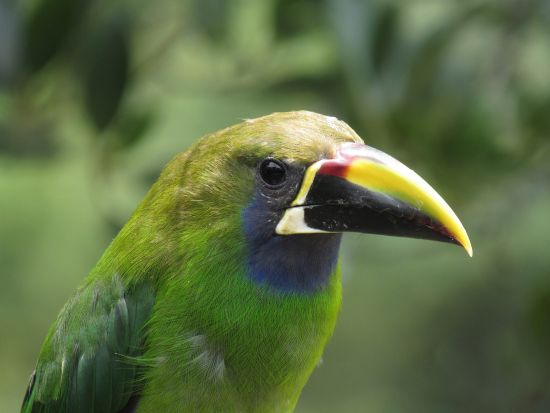 早朝バードウォッチングツアー　野鳥の宝庫！サンヘラルド・デ・ドタで幻の鳥ケツァールを探す＜朝食付き／英語ガイド／サンホセ発＞