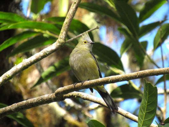 早朝バードウォッチングツアー　野鳥の宝庫！サンヘラルド・デ・ドタで幻の鳥ケツァールを探す＜朝食付き／英語ガイド／サンホセ発＞