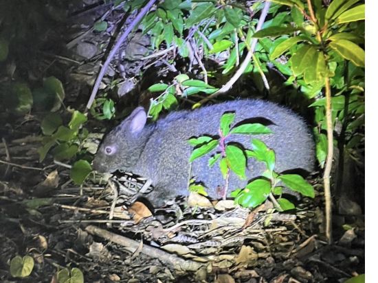 奄美大島【ナイトツアー120分】世界自然遺産の奄美大島で野生生物を探しに行こう！まるで宝探しのような感覚！お一人様も可能by 奄美シーランド