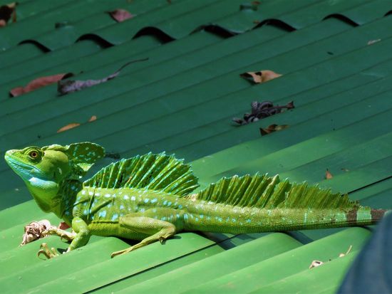 自然保護区ツアー