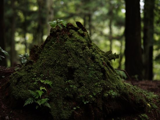 enryakuji_experience_06_06