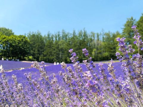 札幌発 富良野・美瑛 日帰りバスツアー ファーム富田＋四季彩の丘 メロン食べ放題付きプランあり！＜6～9月／昼食付／1名から催行／札幌市内発着＞