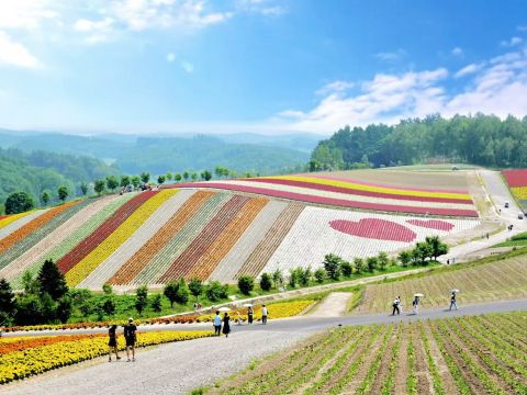 札幌発 富良野・美瑛 日帰りバスツアー ファーム富田＋四季彩の丘 メロン食べ放題付きプランあり！＜6～9月／昼食付／1名から催行／札幌市内発着＞