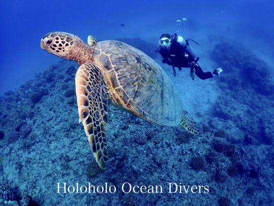 体験ダイビング　ワイキキ沖　4名までの少人数制！ウミガメ遭遇率が高いエリアでダイビング<ボート/2ダイブ/日本語＞ by ホロホロ・オーシャン・ダイバーズ