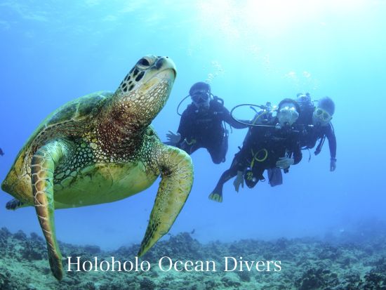体験ダイビング　ワイキキ沖　4名までの少人数制！ウミガメ遭遇率が高いエリアでダイビング<ボート/2ダイブ/日本語＞ by ホロホロ・オーシャン・ダイバーズ
