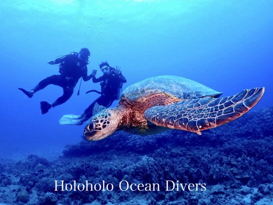 体験ダイビング　ワイキキ沖　4名までの少人数制！ウミガメ遭遇率が高いエリアでダイビング<ボート/2ダイブ/日本語＞ by ホロホロ・オーシャン・ダイバーズ