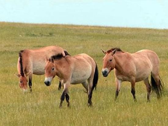 【日帰り or 1泊2日】モンゴル大草原で野生馬に出会う！ホスタイ国立公園ツアー＋遊牧民宅訪問プライベートツアー＜日本語ガイド／ウランバートル発＞