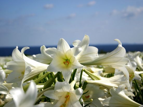 【4月25日・26日・29日・5月3日・4日・5日限定】ゆり祭りバスツアー 約100万輪のゆりが咲き誇る感動の景色を満喫＜昼食付／与那原発・西崎発＞