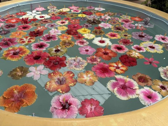 【4月25日・26日・29日・5月3日・4日・5日限定】ゆり祭りバスツアー 約100万輪のゆりが咲き誇る感動の景色を満喫＜昼食付／与那原発・西崎発＞