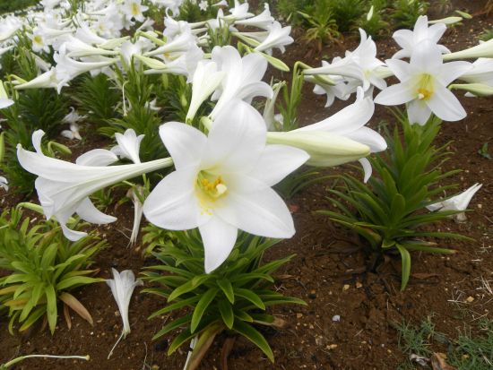 【4月25日・26日・29日・5月3日・4日・5日限定】ゆり祭りバスツアー 約100万輪のゆりが咲き誇る感動の景色を満喫＜昼食付／与那原発・西崎発＞