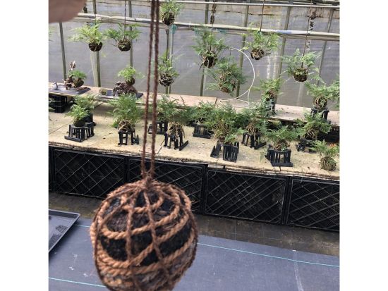 つりしのぶ制作体験 宝塚・つりしのぶ園で和の涼を体感するひととき＜約100分／午前 or 午後／宝塚市＞