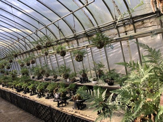 つりしのぶ制作体験 宝塚・つりしのぶ園で和の涼を体感するひととき＜約100分／午前 or 午後／宝塚市＞