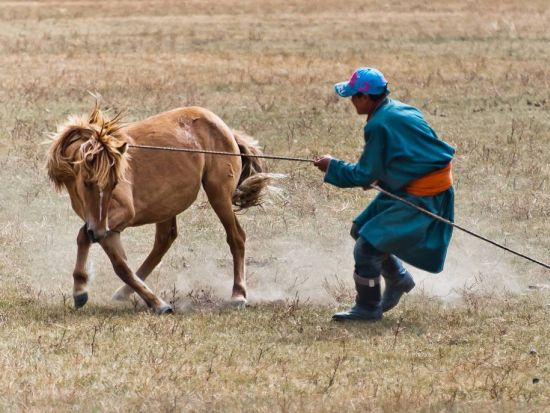 【プライベートツアー】遊牧民の暮らしを体験！モンゴルノマディックキャンプツアー ＜5月～10月／日帰り／ウランバートル発／日本語ガイド／昼食付き＞