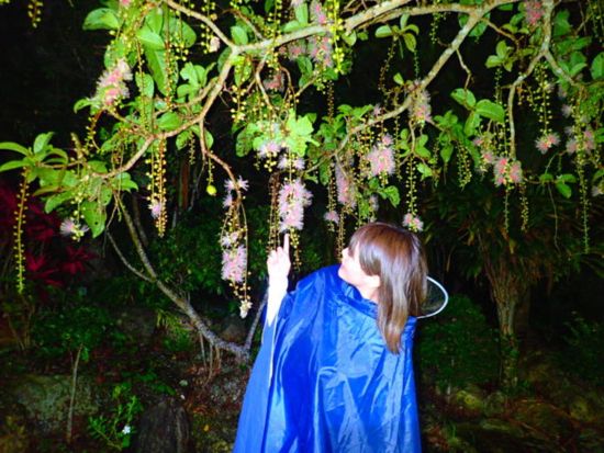 サガリバナ鑑賞ツアー 一晩で散る幻のサガリバナを見に行こう！  SUP/カヌー体験やジャングル探検＆星空観賞付プランあり＜6～8月／西表島上原地区ホテル送迎可＞