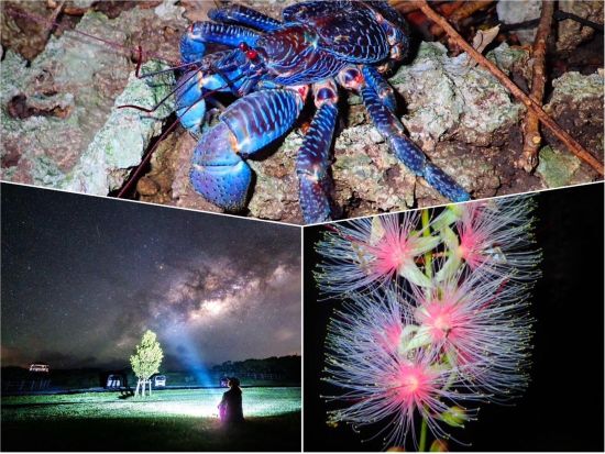 サガリバナ鑑賞ツアー 一晩で散る幻のサガリバナを見に行こう！  SUP/カヌー体験やジャングル探検＆星空観賞付プランあり＜6～8月／西表島上原地区ホテル送迎可＞