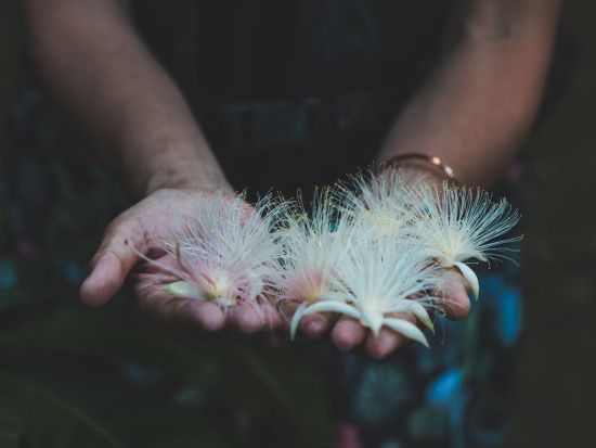 サガリバナ鑑賞ツアー 一晩で散る幻のサガリバナを見に行こう！  SUP/カヌー体験やジャングル探検＆星空観賞付プランあり＜6～8月／西表島上原地区ホテル送迎可＞