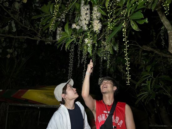 サガリバナ鑑賞ツアー 一晩で散る幻のサガリバナを見に行こう！  SUP/カヌー体験やジャングル探検＆星空観賞付プランあり＜6～8月／西表島上原地区ホテル送迎可＞