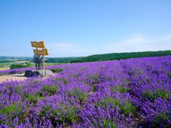 貸切観光タクシー　富良野　ファーム富田＋ふらのワイン　絶景レストランにて昼食＜4時間／1～4名／富良野市内・旭川市内・旭川空港発着＞by 嵐山タクシーの写真