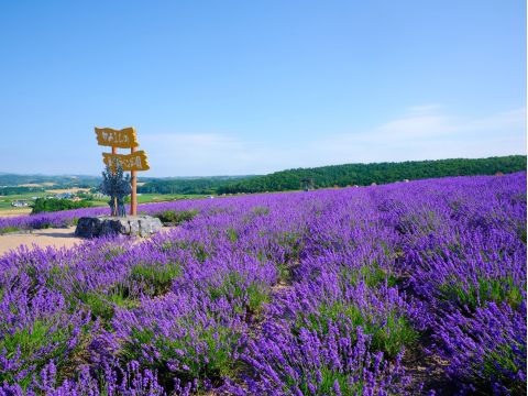 貸切観光タクシー　富良野　ファーム富田＋ふらのワイン　絶景レストランにて昼食＜4時間／1～4名／富良野市内・旭川市内・旭川空港発着＞by 嵐山タクシー