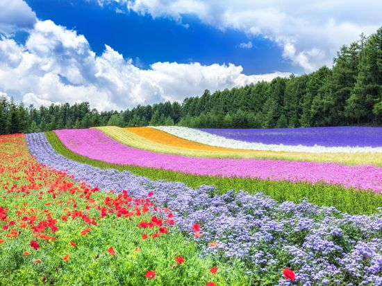 貸切観光タクシー　富良野　ファーム富田＋ふらのワイン　絶景レストランにて昼食＜4時間／1～4名／富良野市内・旭川市内・旭川空港発着＞by 嵐山タクシーの写真2