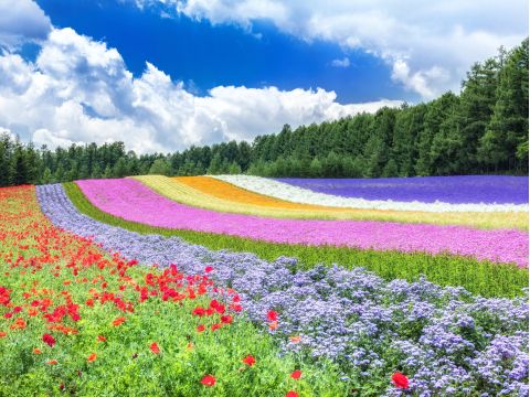 貸切観光タクシー　富良野　ファーム富田＋ふらのワイン　絶景レストランにて昼食＜4時間／1～4名／富良野市内・旭川市内・旭川空港発着＞by 嵐山タクシー