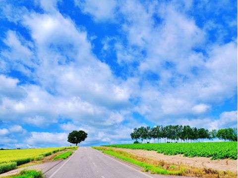 貸切観光タクシー　富良野　ファーム富田＋ふらのワイン　絶景レストランにて昼食＜4時間／1～4名／富良野市内・旭川市内・旭川空港発着＞by 嵐山タクシー