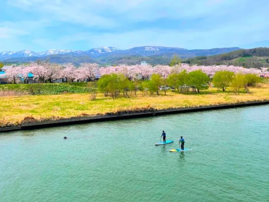 余市川 SUP体験 桜の時期は余市川桜づつみを川の上から楽しむ＜4～10月／余市川田川橋集合／余市駅から約6分＞by Local SUP Hokkaido