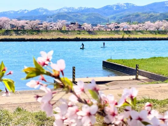 余市川 SUP体験 桜の時期は余市川桜づつみを川の上から楽しむ＜4～10月／余市川田川橋集合／余市駅から約6分＞by Local SUP Hokkaido