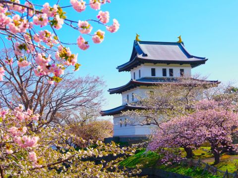 貸切観光タクシー 函館市内発着桜の名所松前城・日本初男性トラピスト修道院 ・男爵記念館・ 福島千代の富士記念館＜通年／函館市内発＞ by 道南ハイヤー