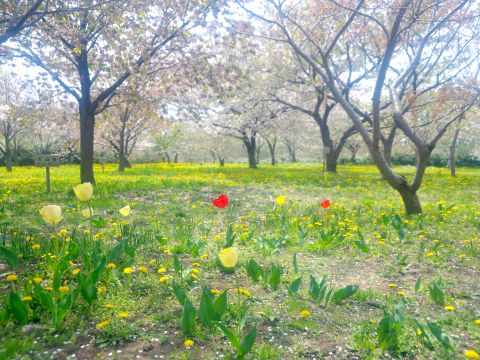 貸切観光タクシー 函館市内発着桜の名所松前城・日本初男性トラピスト修道院 ・男爵記念館・ 福島千代の富士記念館＜通年／函館市内発＞ by 道南ハイヤー