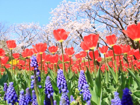 貸切観光タクシー 函館市内発着桜の名所松前城・日本初男性トラピスト修道院 ・男爵記念館・ 福島千代の富士記念館＜通年／函館市内発＞ by 道南ハイヤー