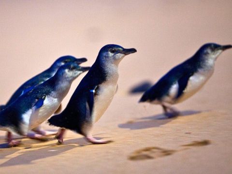フィリップ島ペンギンパレード&ワイルドライフパーク観光ツアー＜英語ガイド＊日本語音声ガイドあり＞