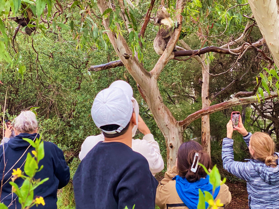 Koala spotting