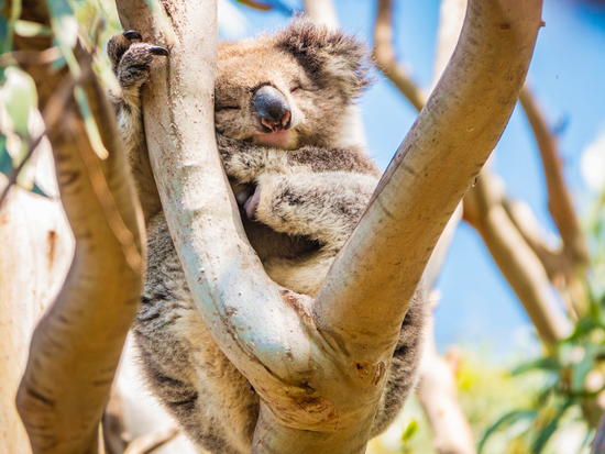 Koala