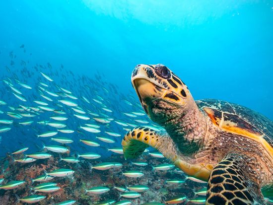 shutterstock_488387332