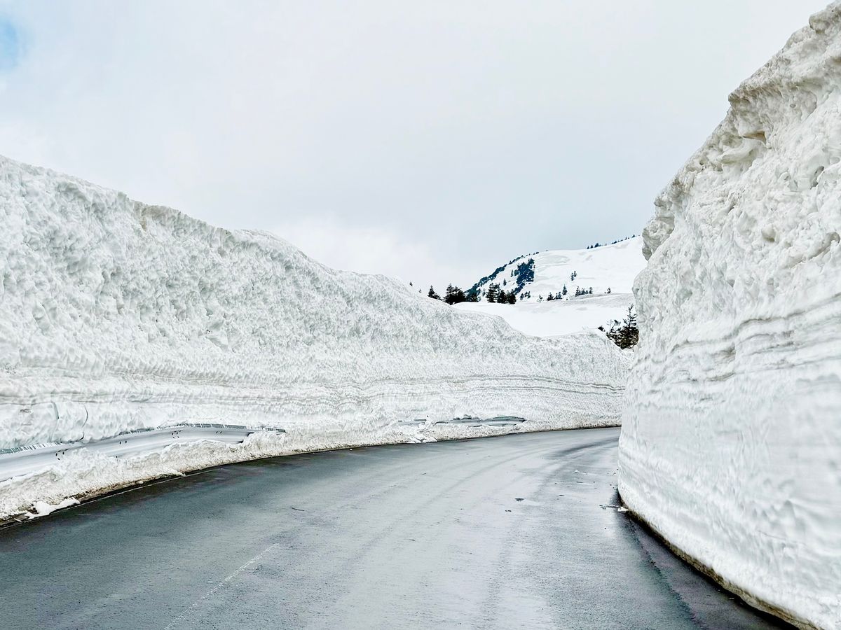 ベルトラ限定4月のみ】八甲田雪の回廊で雪壁の上をスノーシュー体験