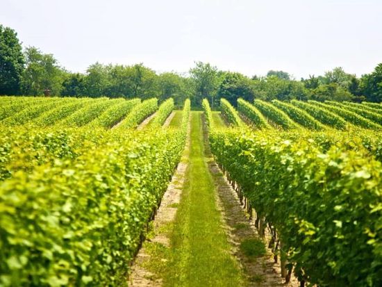 Hens-Party-Half-Day-Mount-Tamborine-Winery-Tour-3