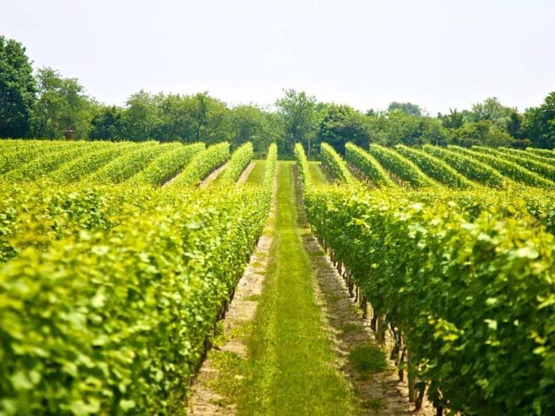 Hens-Party-Half-Day-Mount-Tamborine-Winery-Tour-3