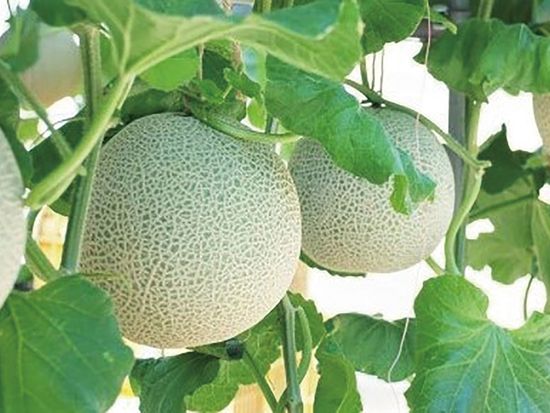 メロン狩り (1)