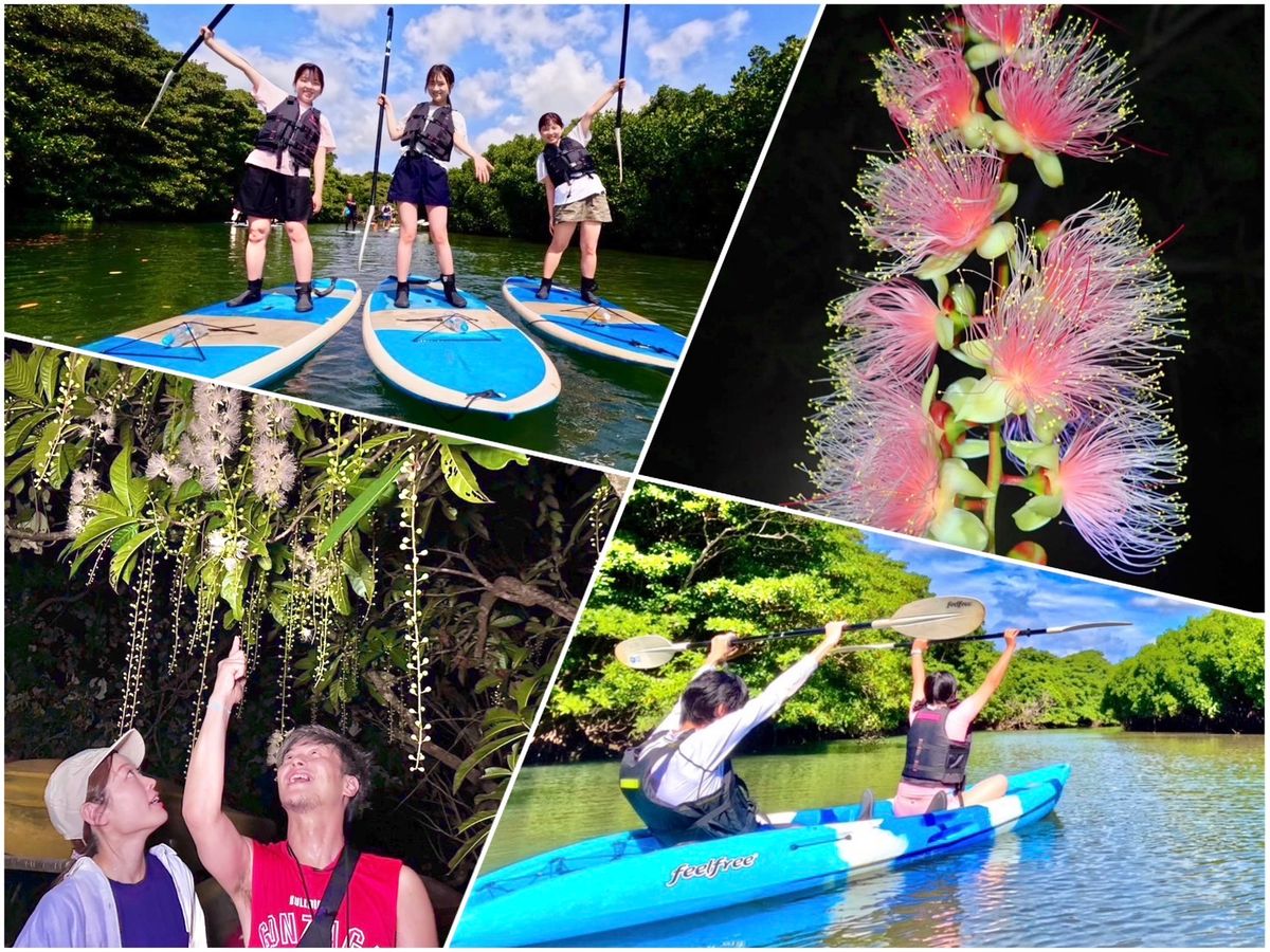 サガリバナ鑑賞ナイトツアー 一晩で散ってしまう幻の花を見に行く期間