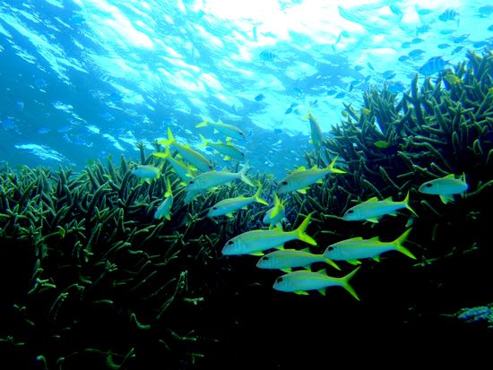 石垣島-シュノーケリング-カラフルな魚と泳ぐ