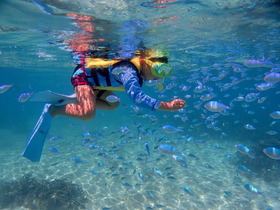 石垣島-シュノーケリング-クリアな水中