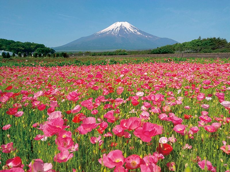 山中湖花の都公園