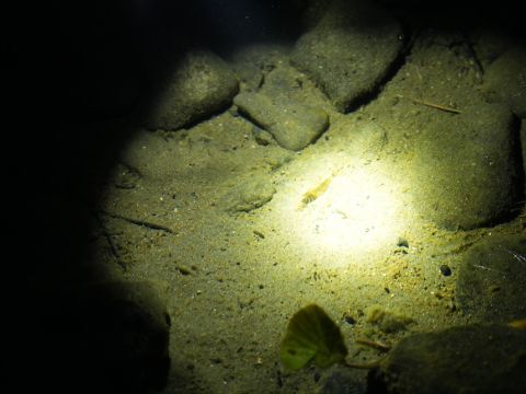 支笏湖ナイトカヤック　夜の支笏湖＆千歳川源流を探検！昼間とは異なるドキドキ感！山線鉄橋のライトアップも幻想的！＜4～11月＞byオーシャンデイズ