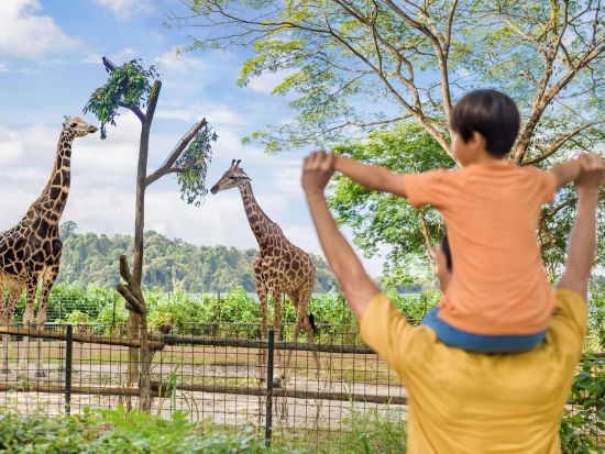 シンガポール動物園＆ナイトサファリ入場チケット　アニマルショーと夜の冒険を一日で！＜午後発／夕食付プランあり／日本語ガイド＞